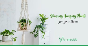 5 Hanging Plants to Spruce Up your Home Decor