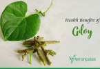 Health Benefits of Giloy
