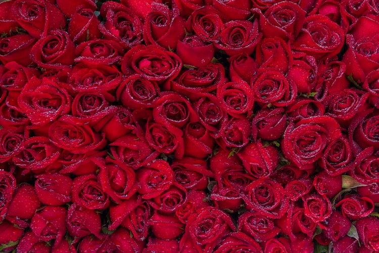 Premium Photo  Top view beautiful red roses as a gift for valentines day  on a gray background love passion color marriage couple feeling lover woman