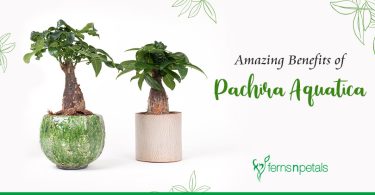 Pachira Aquatica or Money Tree Plant