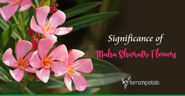 Know the Significance of Beautiful Flowers used in Shiv Pooja
