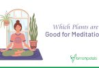 Top 7 Plants that can Help you Meditate Better