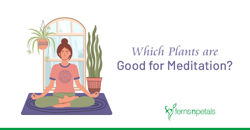 Top 7 Plants that can Help you Meditate Better