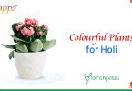 Colourful Plants that You can Gift on Holi