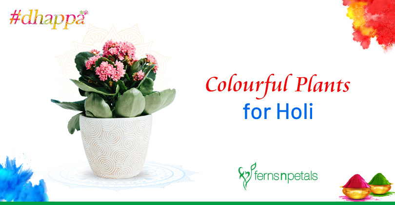 Colourful Plants that You can Gift on Holi