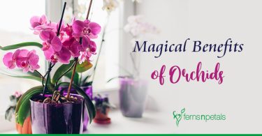 Magical Benefits & Uses of Orchids