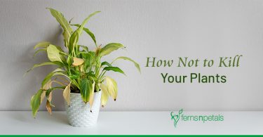 How Not to Kill your Plants?
