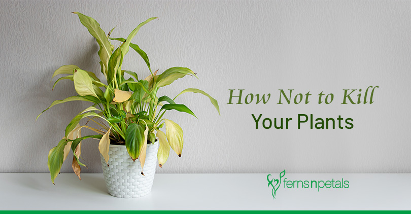 How Not to Kill your Plants?