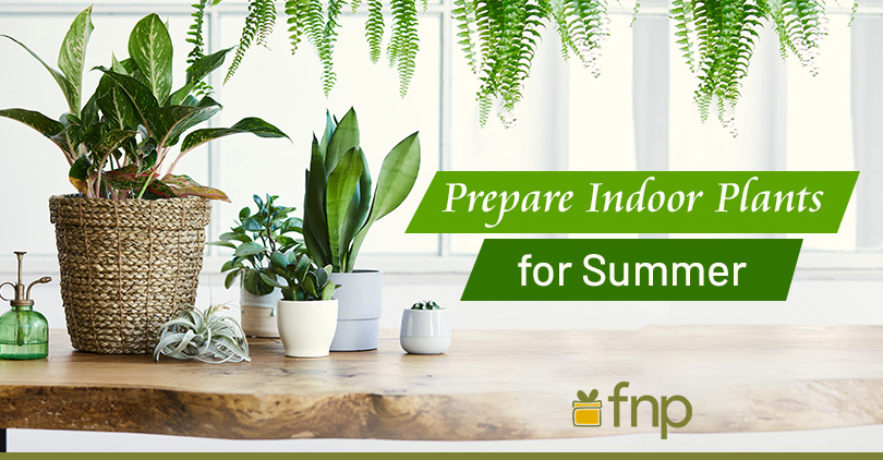 Easy Tips & Tricks to Prepare Indoor Plants for Summer