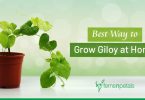 Best Way to Grow Giloy at Home