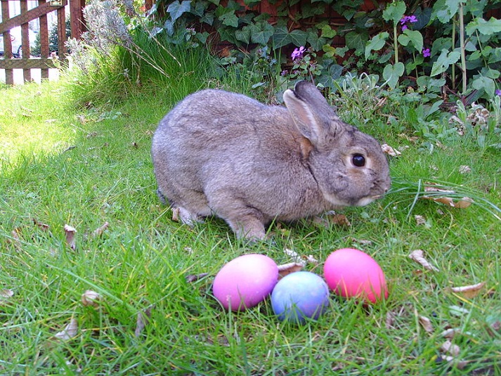 Legend of the Easter Bunny