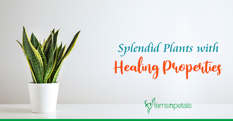 Splendid Plants with Healing Properties