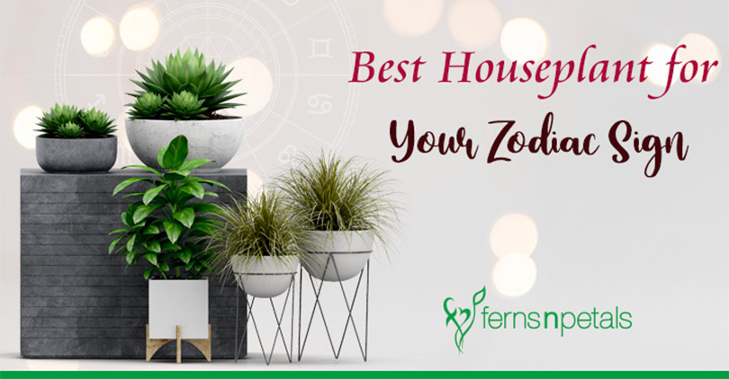 Best Houseplant for Your Zodiac Sign