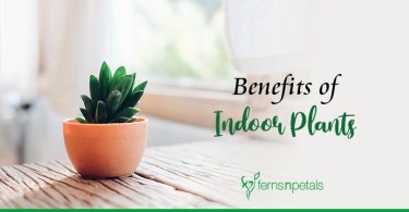 Know the Advantages of Indoor Plants