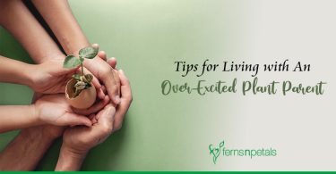 Tips for living with an over-excited plant parent