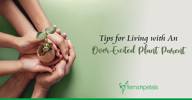 Tips for living with an over-excited plant parent