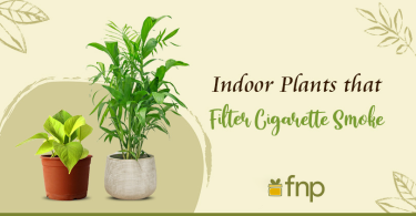 Indoor‌ ‌Plants‌ ‌that‌ ‌Filter‌ ‌Cigarette‌ ‌Smoke‌ ‌