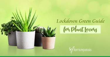 Lockdown Green Guide for Plant Lovers