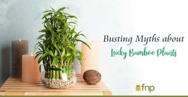 myths about Lucky Bamboo Plants