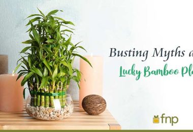 myths about Lucky Bamboo Plants