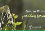 How to Water your Plants Correctly