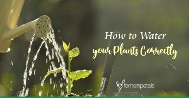 How to Water your Plants Correctly