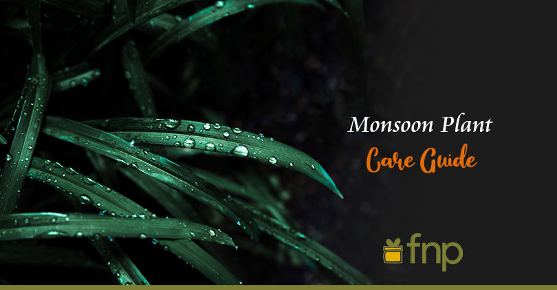 Monsoon plant care guide