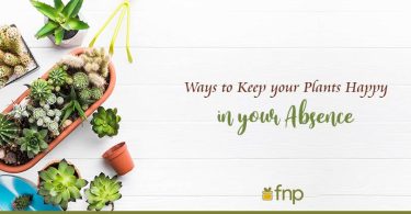 Keep your plants Happy in your Absence