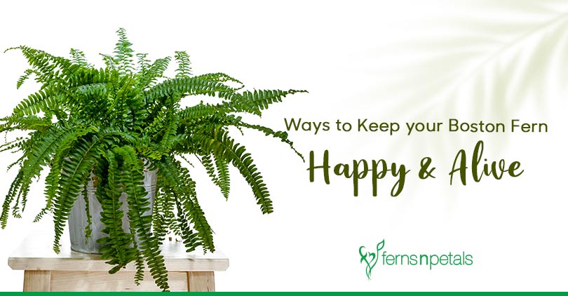 How to Keep your Boston Fern Happy & Alive
