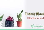 Famous Miniature Plants in India