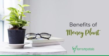 Benefits of Money Plants 2