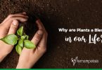 Why are Plants a Blessing in our Life?