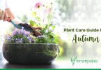 Plant Care Guide for Autumn