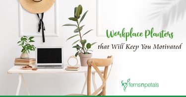 Workplace Planters that Will Keep You Motivated