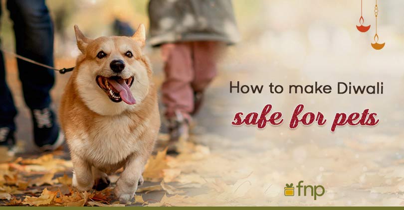 How to make Diwali Safe for Pets