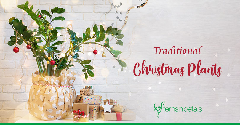 Traditional christmas deals flowers and plants