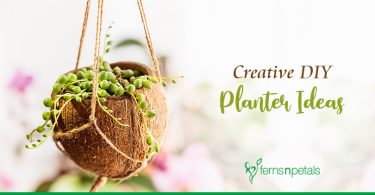 Top 5 Creative DIY Planter Ideas