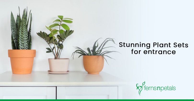 Give your Entrance a Makeover with Stunning Plant Sets