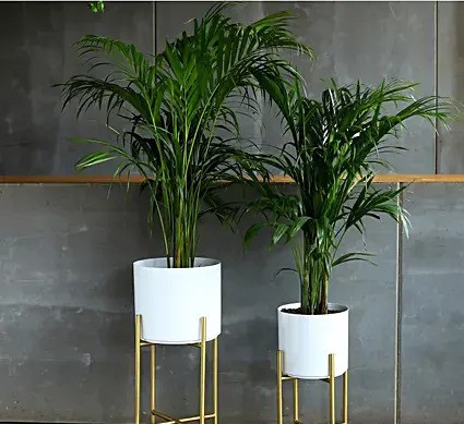areca-palm-plants-combo-with-iron-stands_1