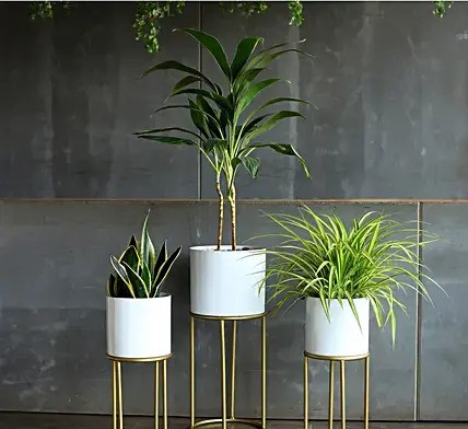 Refreshing Plants With Iron Stands