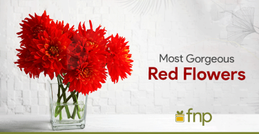 8 Gorgeous Red Flowers to Impress your Partner