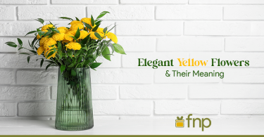 5 Most Beautiful Yellow Flowers & Their Meaning
