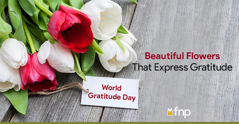 Know all about the Flowers that Express Gratitude