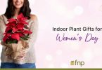Indoor Plants Gift Options for Women's day