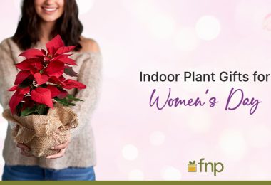 Indoor Plants Gift Options for Women's day