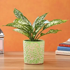 Aglaonema Plant In Green Ceramic Pot