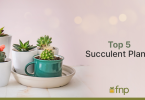 List of Top 5 Succulent Plants