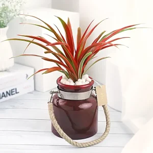 Spider Plant in Red Glass Vase