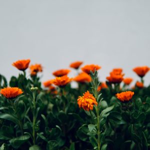 Marigold plant image