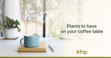 Plant on a coffee table